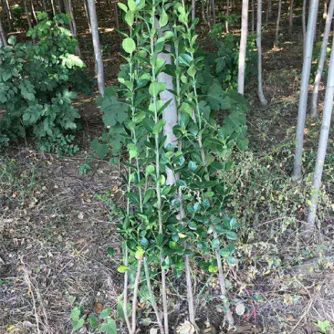 北海道黄杨种植基地山东北海道小苗批发常绿植物