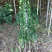 北海道黄杨种植基地山东北海道小苗批发常绿植物