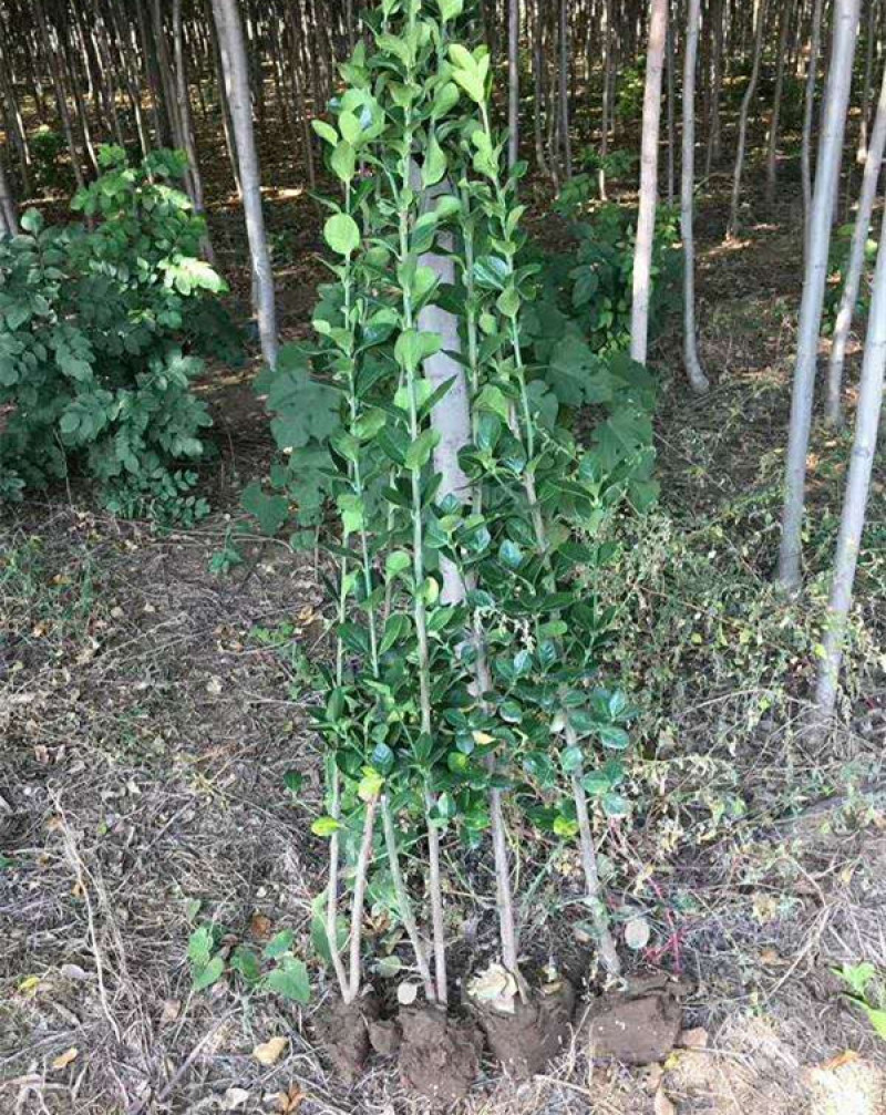 北海道黄杨种植基地山东北海道小苗批发常绿植物