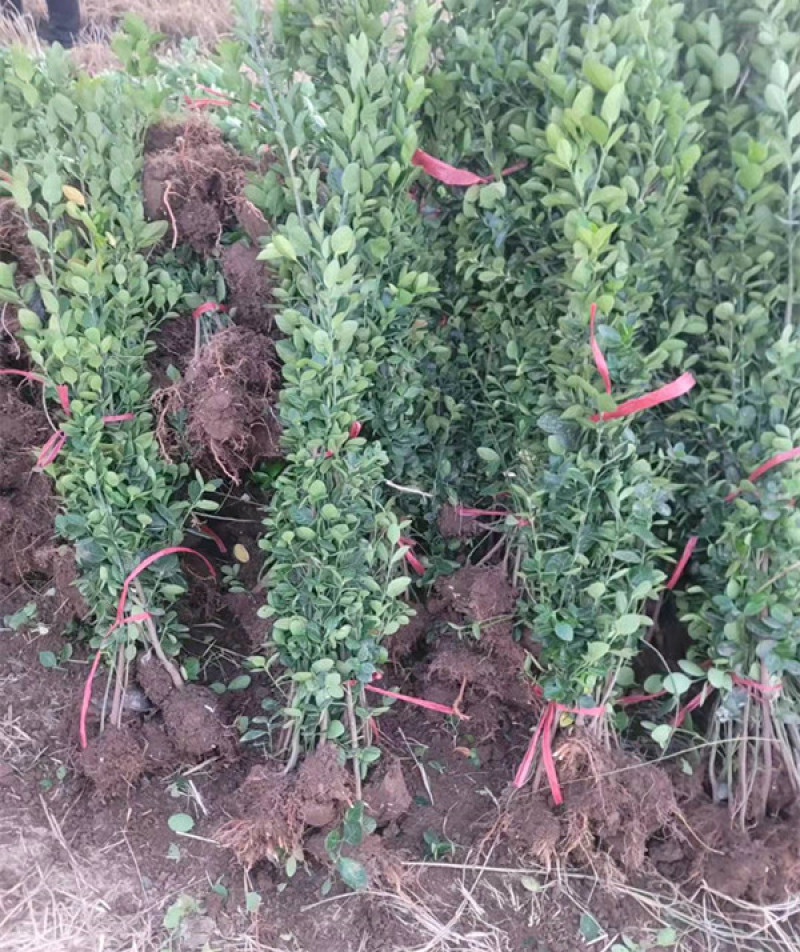 北海道黄杨种植基地山东北海道小苗批发常绿植物