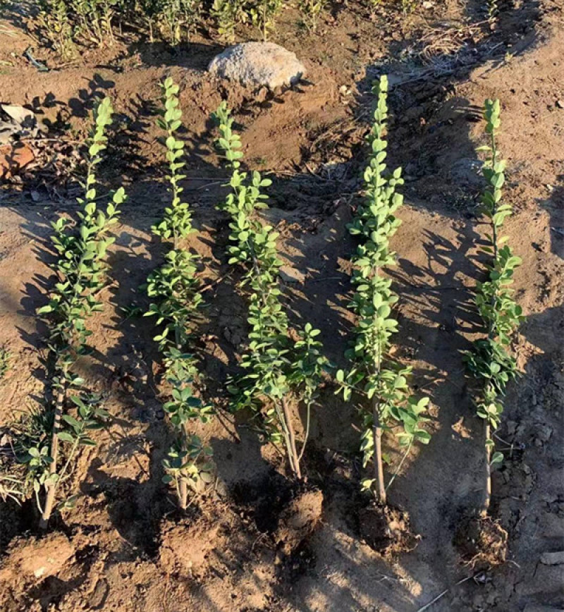 北海道黄杨种植基地山东北海道小苗批发常绿植物