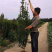 北海道黄杨种植基地山东北海道小苗批发常绿植物