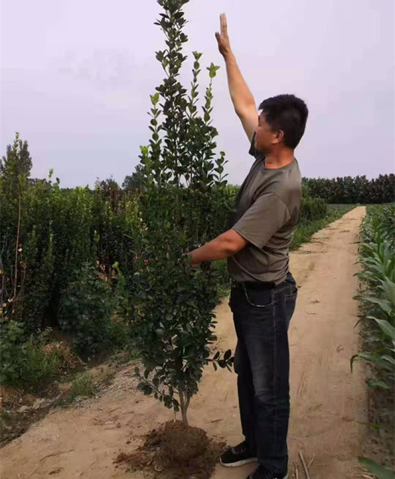 北海道黄杨种植基地山东北海道小苗批发常绿植物