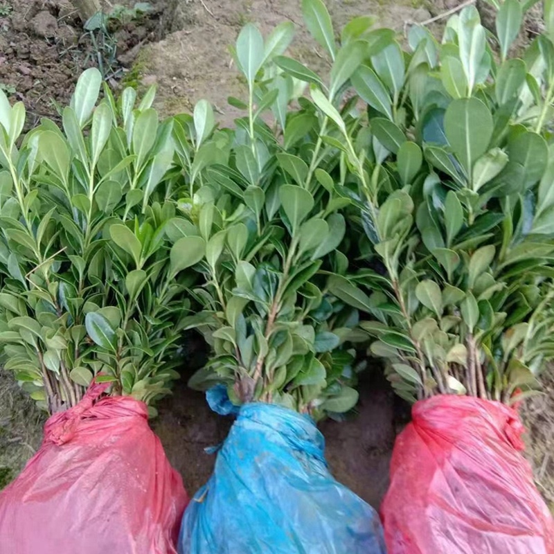 海桐七里香海桐球道路两旁园林绿化工程小树苗批发