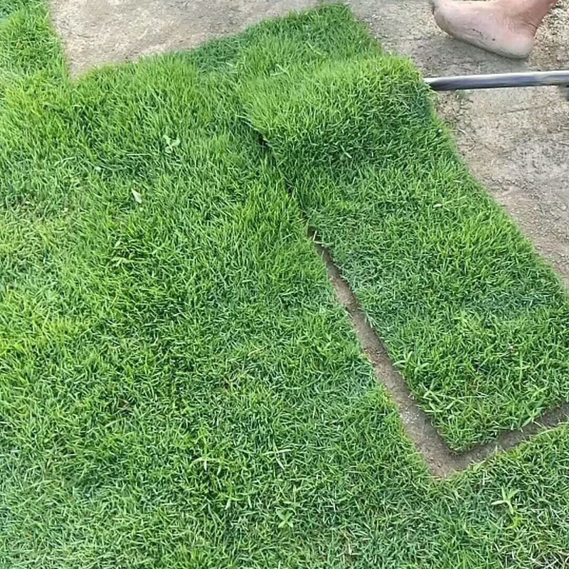 公园绿化用马尼拉草皮买天然护坡草坪草价格是多少钱一平方