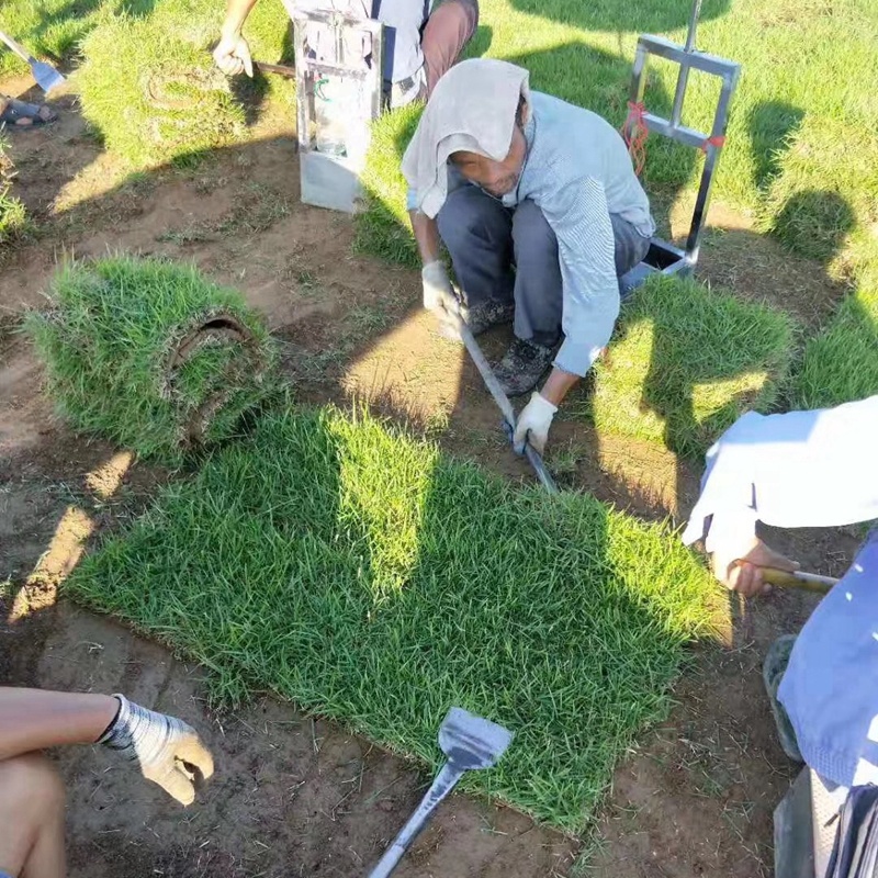 园林绿化用兰引三号草坪采购运动场真草皮湖南厂家批发单价