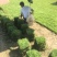 道路绿化用马尼拉草坪天然绿色护坡真草皮湖南厂家采购单价