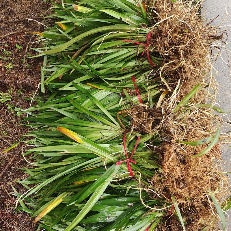 常绿蓝色鸢尾花市政道路两旁绿化工程花卉耐荫植物