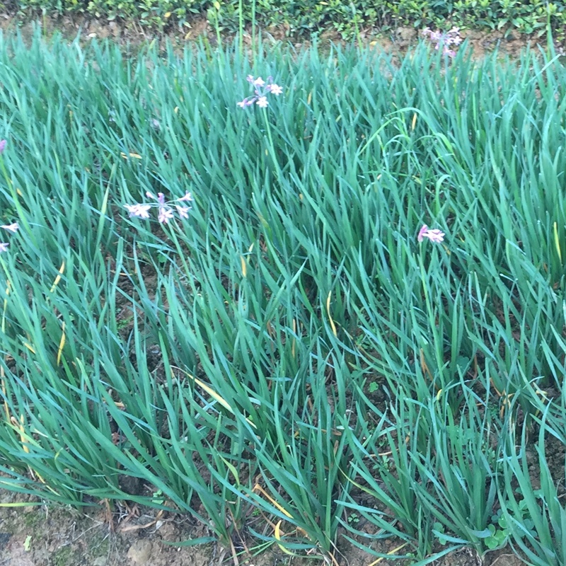 紫娇花供应洋韭道路两旁园林绿化花卉植物苗木基地批发