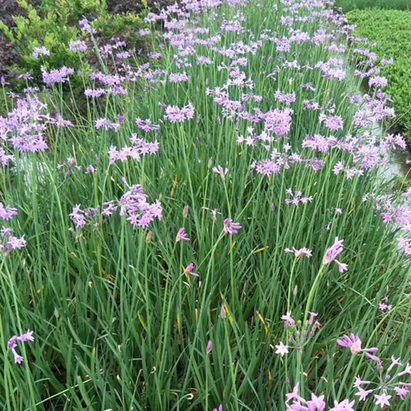 紫娇花供应洋韭道路两旁园林绿化花卉植物苗木基地批发