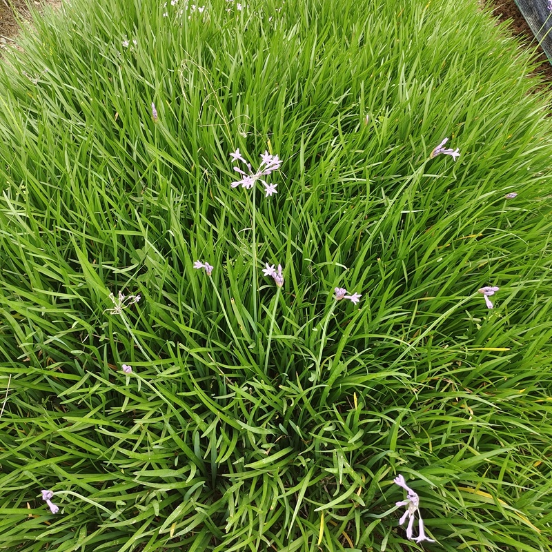 紫娇花供应洋韭道路两旁园林绿化花卉植物苗木基地批发