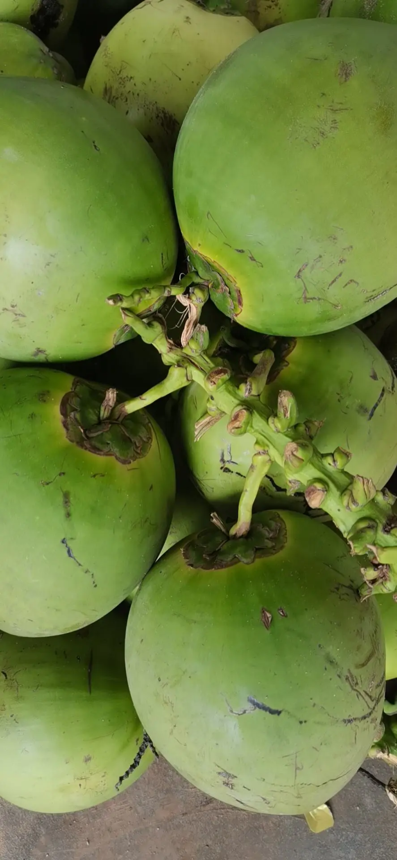 椰子海南精品椰子，产地供应，保质保量，一年四季供应，