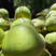 椰子海南精品椰子，产地供应，保质保量，一年四季供应，