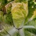 黄心大白菜种子水果白菜籽生吃橘红心结球紧实春秋种植高产