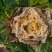 黄心大白菜种子水果白菜籽生吃橘红心结球紧实春秋种植高产