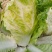 黄心大白菜种子水果白菜籽生吃橘红心结球紧实春秋种植高产