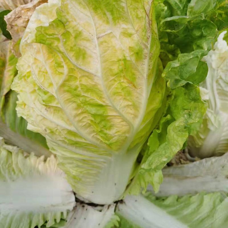 黄心大白菜种子水果白菜籽生吃橘红心结球紧实春秋种植高产