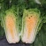 黄心大白菜种子水果白菜籽生吃橘红心结球紧实春秋种植高产