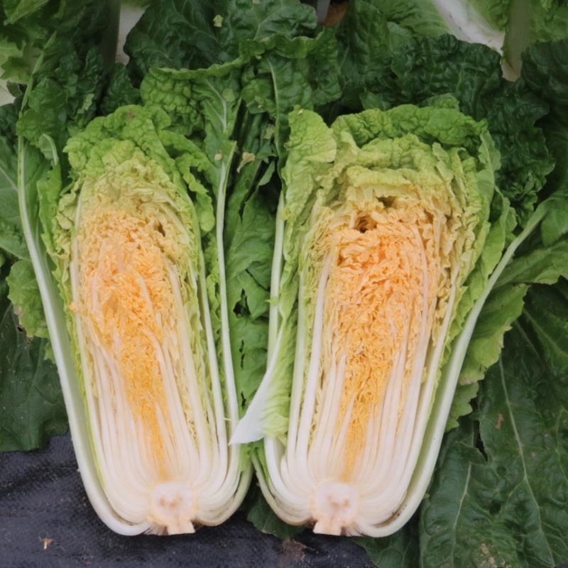 黄心大白菜种子水果白菜籽生吃橘红心结球紧实春秋种植高产