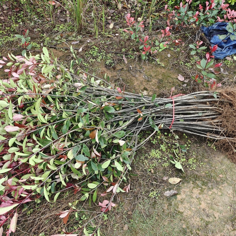 红叶石楠，地苗，袋苗，球型苗，高杆红叶石楠