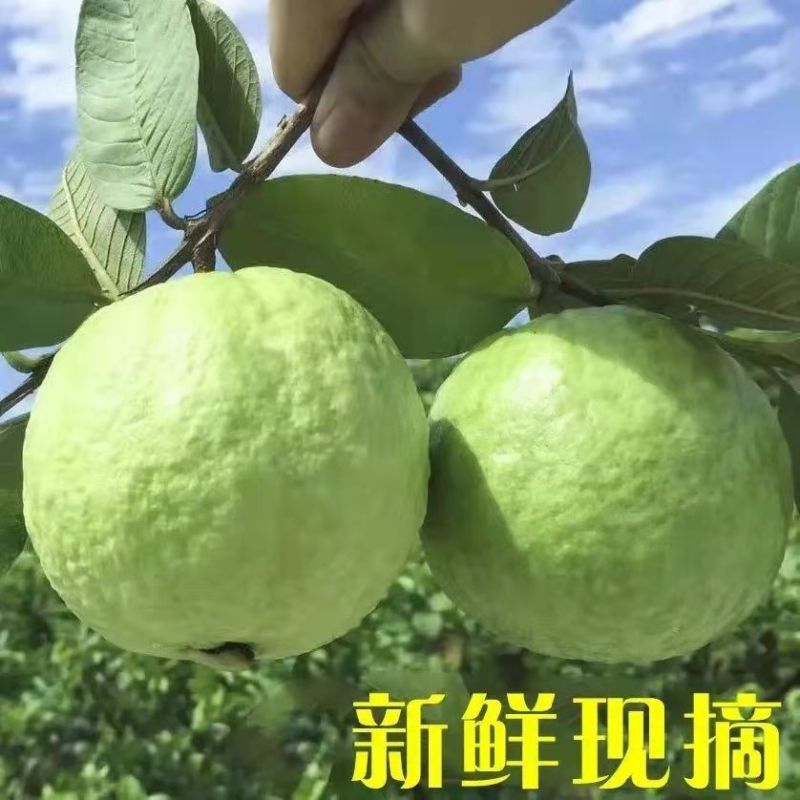 广东白心芭乐番石榴脆甜孕妇低糖水果5斤装新鲜少籽