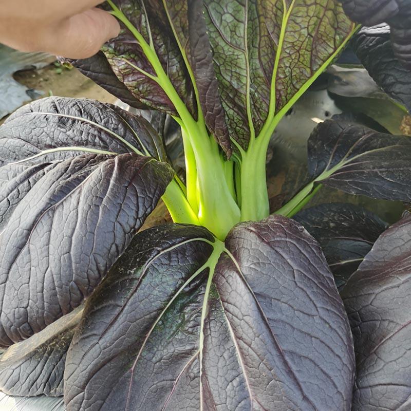 紫菘3号小白菜种子生长快紫叶绿梗脆嫩耐热抗病四季栽培