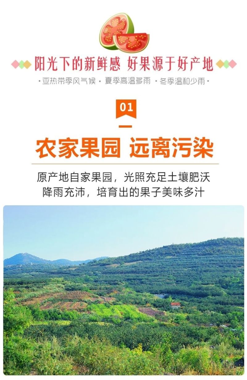 [香甜软糯]番石榴红心芭乐果红心番石榴5斤批发