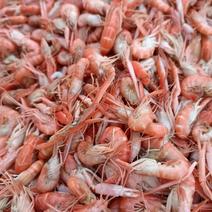 爪虾，夹板虾，渤海湾出品，沾化海产一手货源