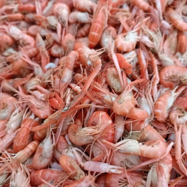 爪虾，夹板虾渤海湾出品，沾化海产一手货源