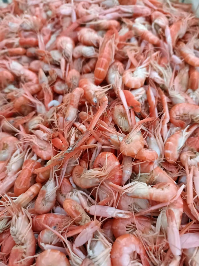 爪虾，夹板虾渤海湾出品，沾化海产一手货源