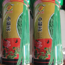 豆角种子小福贵豆角种籽豇豆种子陆地保护地种植无鼠尾