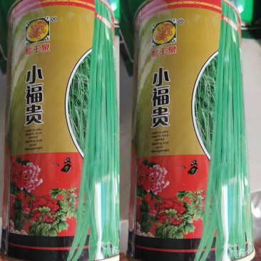 豆角种子小福贵豆角种籽豇豆种子陆地保护地种植无鼠尾