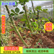 小花丰花月季量大从优高度30-50月季小花月季