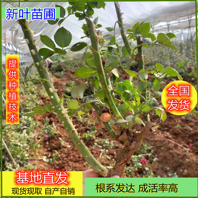 小花丰花月季量大从优高度30-50月季小花月季