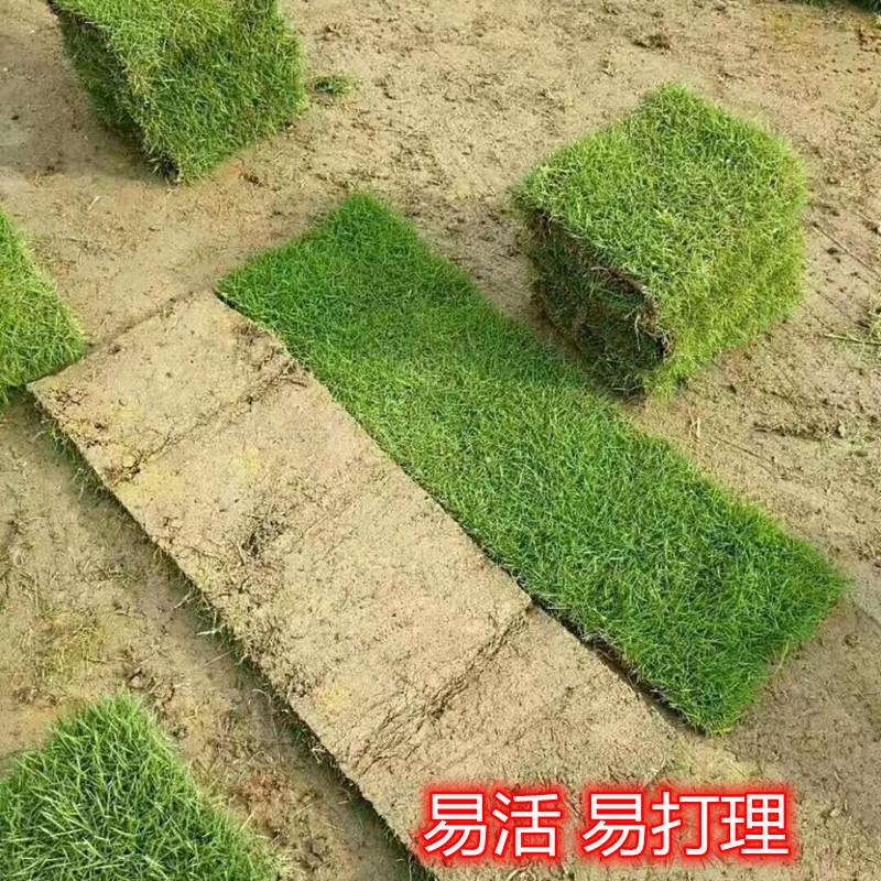 公园绿化用马尼拉草皮买天然护坡草坪草价格是多少钱一平方