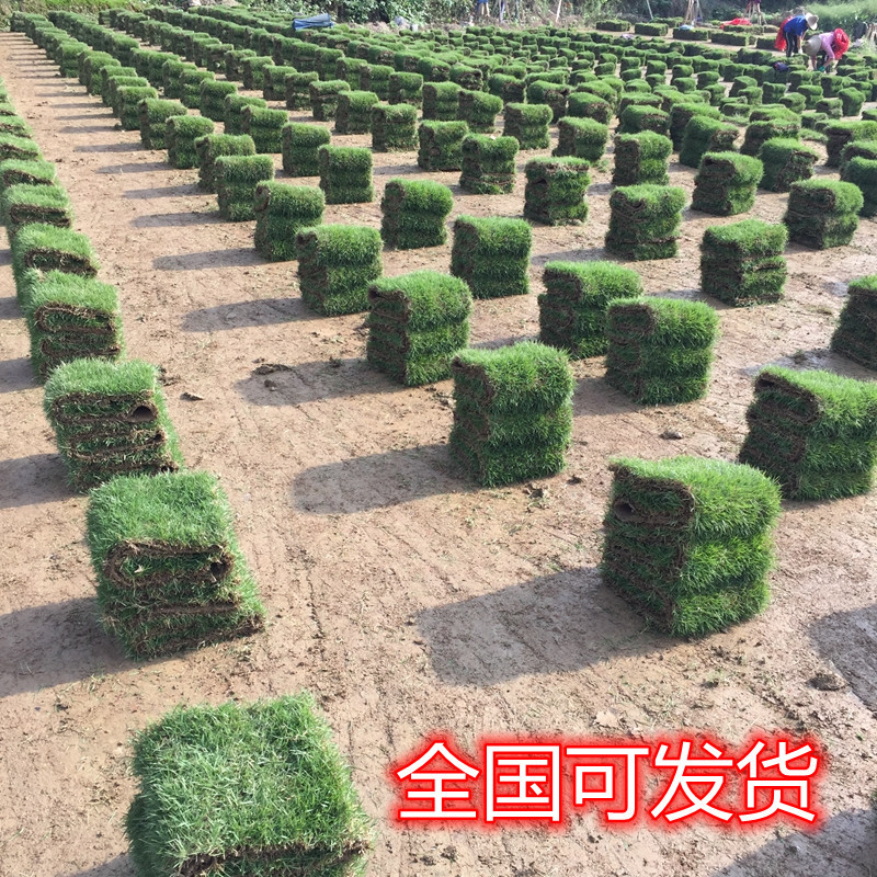 公园绿化用马尼拉草皮买天然护坡草坪草价格是多少钱一平方