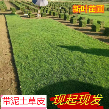 道路绿化用马尼拉草坪天然绿色护坡真草皮湖南厂家采购单价