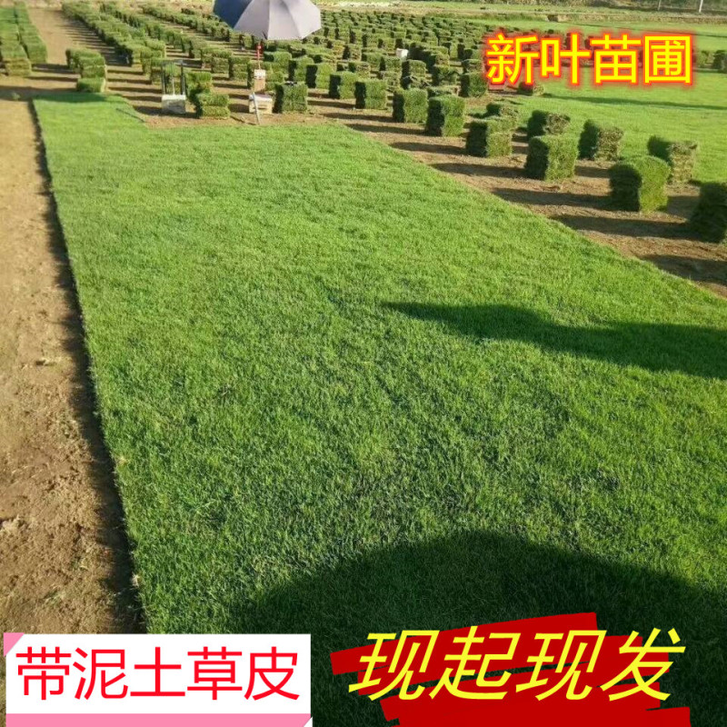 道路绿化用马尼拉草坪天然绿色护坡真草皮湖南厂家采购单价