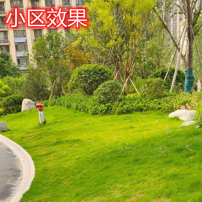 道路绿化用马尼拉草坪天然绿色护坡真草皮湖南厂家采购单价