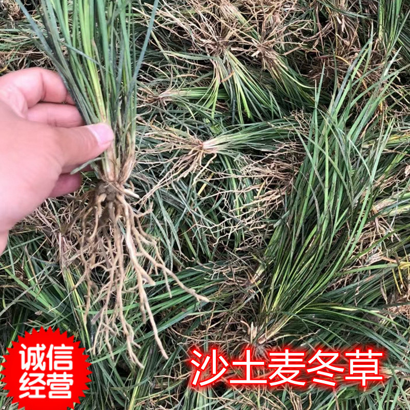 麦冬草细叶麦冬阔叶麦冬金边麦冬庭院绿化小径沿阶草