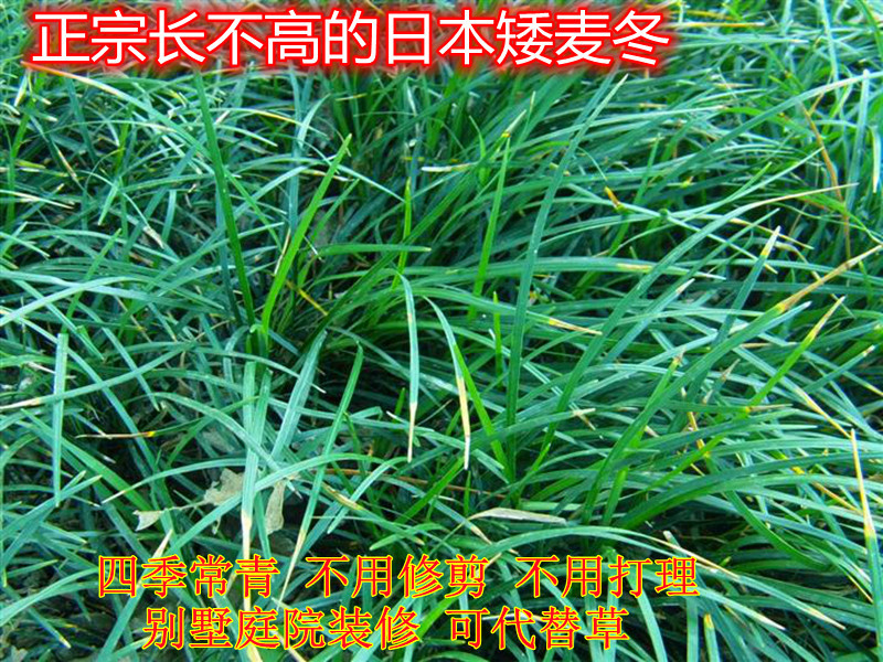 麦冬草细叶麦冬阔叶麦冬金边麦冬庭院绿化小径沿阶草