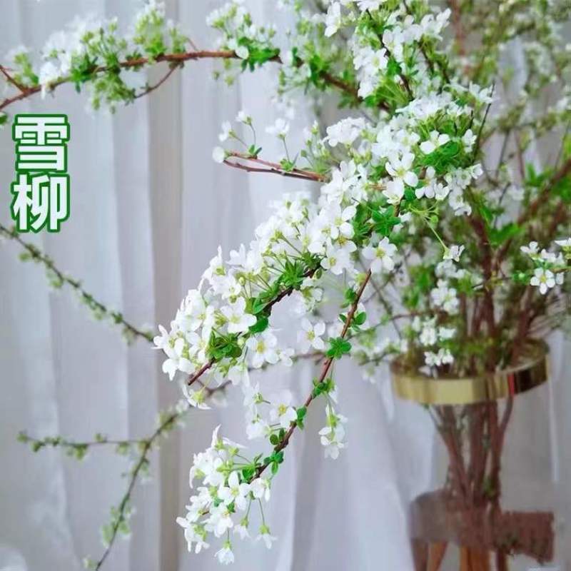 雪柳干枝枯木逢春干枝遇水开花农户直销