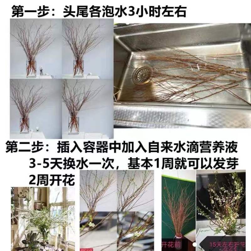 雪柳干枝枯木逢春干枝遇水开花农户直销