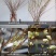 雪柳干枝枯木逢春干枝遇水开花农户直销