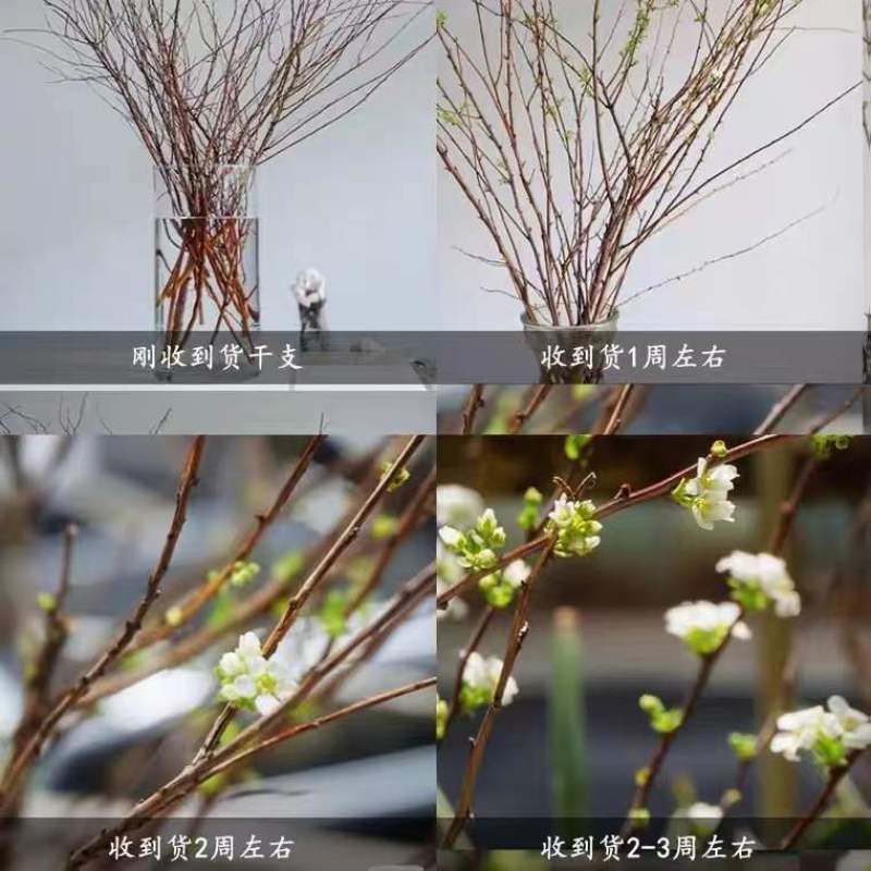 雪柳干枝枯木逢春干枝遇水开花农户直销
