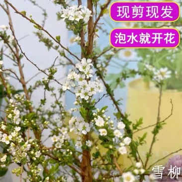 雪柳干枝枯木逢春干枝遇水开花农户直销