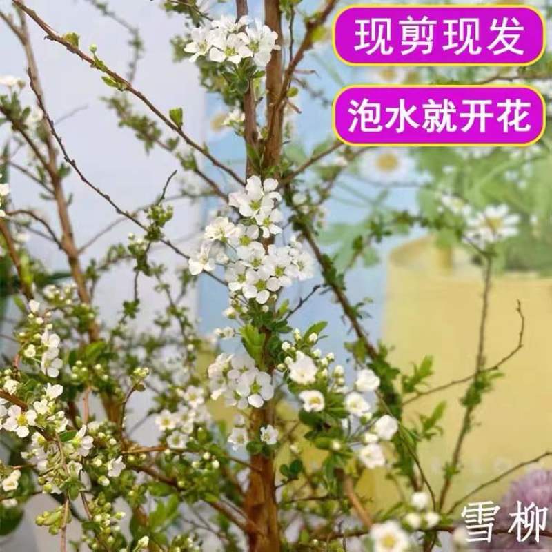 雪柳干枝枯木逢春干枝遇水开花农户直销