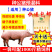 种猪预混料种猪饲料种猪饲料种公猪用预混料提高精液质量补充