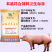 种猪预混料种猪饲料种猪饲料种公猪用预混料提高精液质量补充
