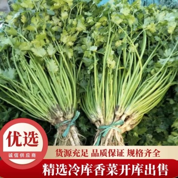 平度香菜大量上市，有需要的老板可以联系